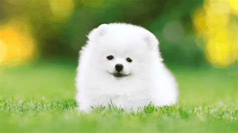 What Breed Of Dog Is Small White And Fluffy 25 Best Small White Dog