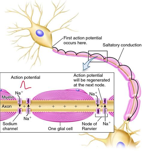 Myelination Of A Neuron And Action Potention Biología Avanzada Fisiología Psicobiología