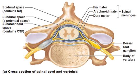 Central Nervous System Spinal Cord