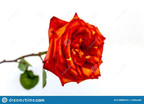 Isolated On White Background Red Rose Flowers Stock Image Image Of