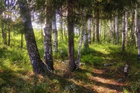 Summer Scene In A Birch Forest Lit By The Sun Summer Landscape With
