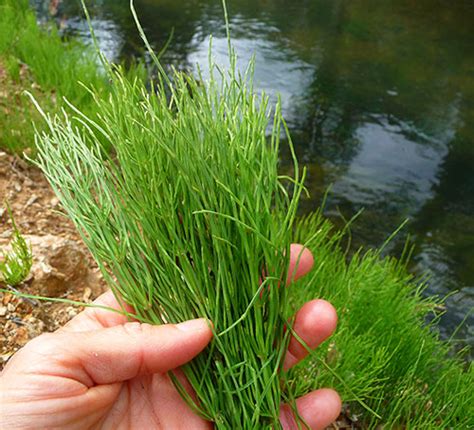 Since horsetail plant is an aquatic species, like watercress, it is good to keep an eye out for it when in marshy, wetland regions or waterlogged areas near a beach, creek, river or lake. Wild Horsetail Plant, A Nutritive Herb High in Minerals