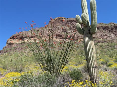 Cardón cacti are closely related to the other giantcactus of the sonoran desert, the saguaro cactus, carnegiea gigantic. The RV Travels & Camping of Linda & Robin: March 2017
