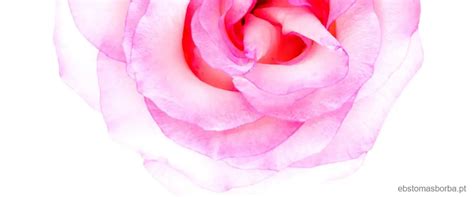 Diminutivo De Rosa Uma Delicada Flor Ebs Blog