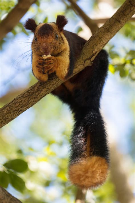 Welcome to giant's official global facebook page! Indian Giant Squirrel