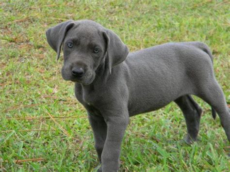 If you are looking for great dane puppies for sale, this article will provide you with all the important details that you need to know about this breed. AKC Blue Female Great Dane Puppy for Sale in Orlando ...