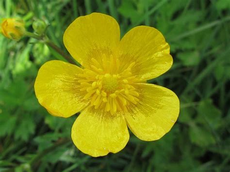 Buttercup Flower Nature Buttercup Flower Garden Flowers Perennials