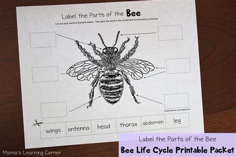 bee life cycle worksheets mamas learning corner
