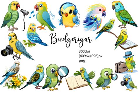 Budgerigar Clipart Graphic By Dream Squad · Creative Fabrica