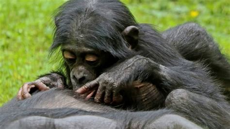 Bonobo Facts Interesting Facts About Bonobo Facts About Bonobo Youtube