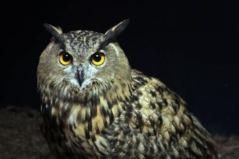 Eurasian Eagle Owl Cincinnati Zoo And Botanical Garden