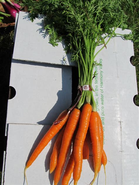 Harmony Valley Farm Vegetable Feature Carrot Tops