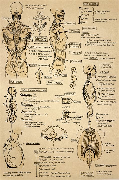 Anatomy Sketchbook On Behance