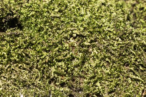 Moss Texture Background Free Stock Photo Public Domain Pictures