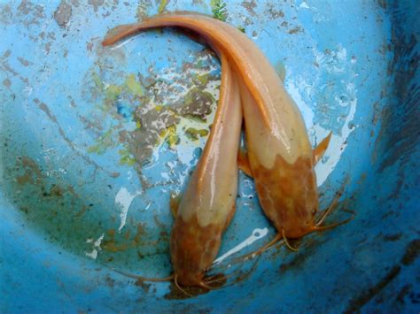 Ikan keli semakin mendapat perhatian dari segala lapisan masyarakat sehinggakan bekalan benih dan ikan keli matang tidak dapat menampung segala permintaan. Budidaya Ikan Keli / Lele/Talapia Merah/Red Tilapia