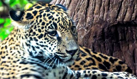 The name change was due to a dream had by lead singer saul hernandez, who dreamt that he was playing inside a jaguar's…. Fotografiar jaguares en Costa Rica es una manera de ...