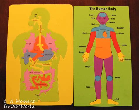 Human Body Body Parts Simple Living Creative Learning