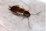 Pictures of Nymph Cockroach