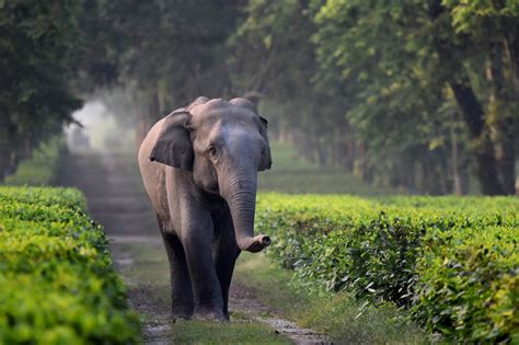 Top 15 Wildlife Sanctuaries In India To Encounter The Wild Dailyhawker