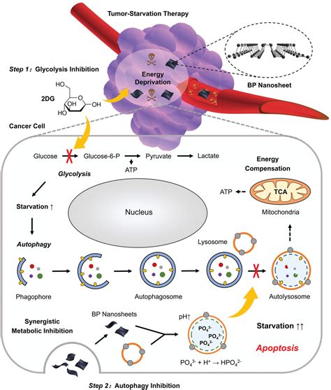 Augmenting Tumor‐starvation Therapy By Cancer Cell Autophagy Inhibition