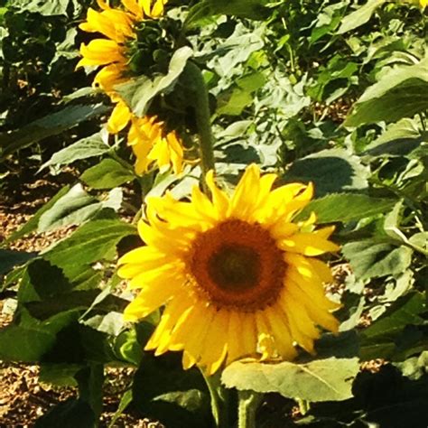 Tuscan Sunflowers Photo