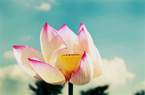 Check spelling or type a new query. Gambar Bunga Teratai Yang Cantik | Kumpulan Gambar