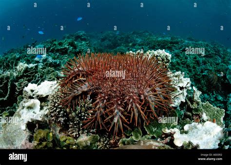 Crown Of Thorns Starfish Feeding On Coral Acanthaster Planci Komodo