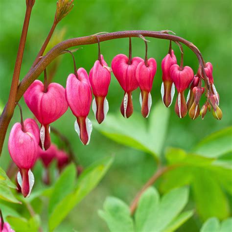 Buy Old Fashioned Bleeding Heart Plant Dicentra Spectabilis Easy To