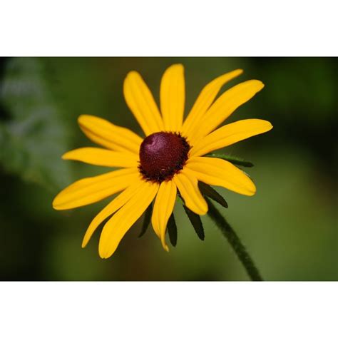 Shop the latest black flower seeds deals on aliexpress. Black Eyed Susan Flower Seeds