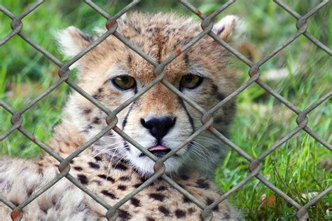 Animal Refuges Are A Better Choice Than Zoos Vegaprocity