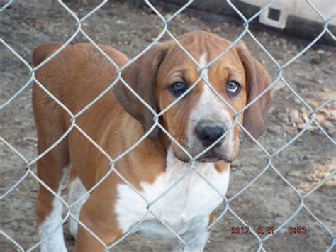 Buy, sell and adopt puppies, dogs, cats, kittens and other pets in your local area. English Coonhound Puppies For Sale | Hocking County, OH #208374