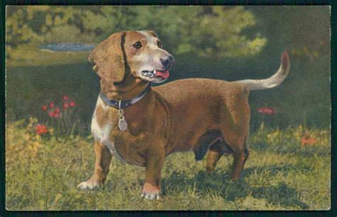 Dachshund Teckel Dackel Weenie Dog Portrait Original Vintage Old 1930s