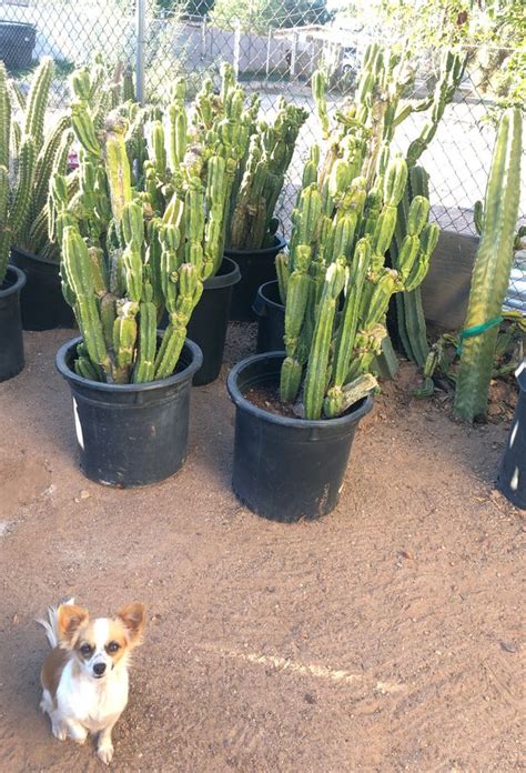 With our seeds you can grow your cactus in an economical way at home. San pedro cactus for Sale in Phoenix, AZ - OfferUp