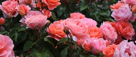 Cherokee sunset mix yields large four to five inch diameter flowers in rustic red, orange, bronze, yellow, and gold. Scotish Flora | Ayr Flower Show.