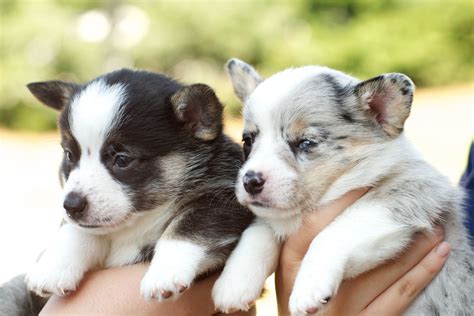 Beautiful pembroke welsh corgi pups available for loving homes. Dottie the cowboy corgi #corgi #cowboycorgi #cowboy # ...