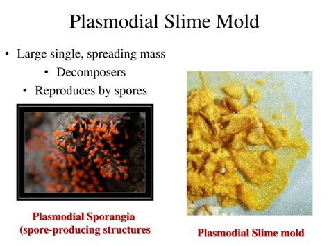 Lets divide the life cycle into simple steps for better understanding. PPT - Kingdom Protista PowerPoint Presentation, free ...