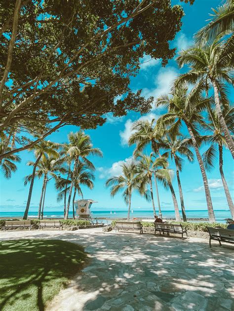 Green Palm Trees On Beach · Free Stock Photo