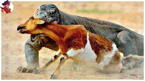 ¿que Animal Se Come Al Dragon De Komodo Bienpinchericomx