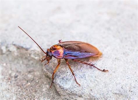 The 10 Most Dangerous Bugs To Watch Out For This Summer Bob Vila