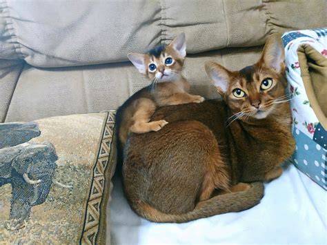 Abyssinian Kittens Cat Free Photo On Pixabay