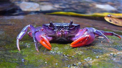 Bright Purple Crab Discovered In Philippines Live Science