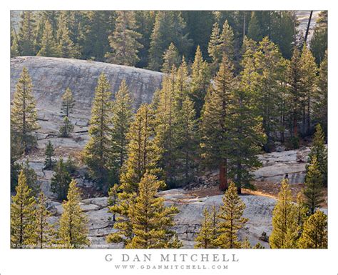 Photograph Forest And Granite Yosemite National Park G Dan