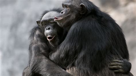 Chimpanzees Bond By Watching Movies Together Too Animal Facts