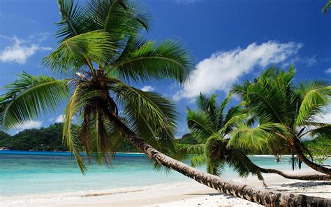 Wallpaper Sea Bay Nature Shore Clouds Beach Coast Palm Trees