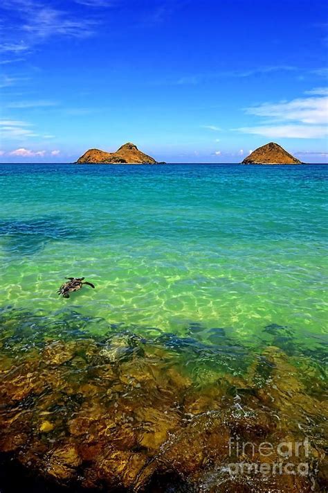 Lanikai Beach Sea Turtle Oahu