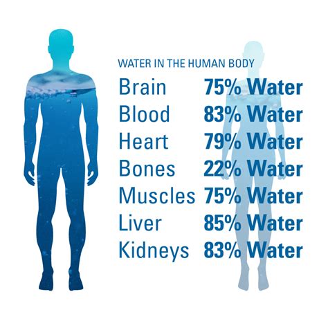In physiology, body water is the water content of an animal body that is contained in the tissues, the blood, the bones and elsewhere. Water in the Human Body