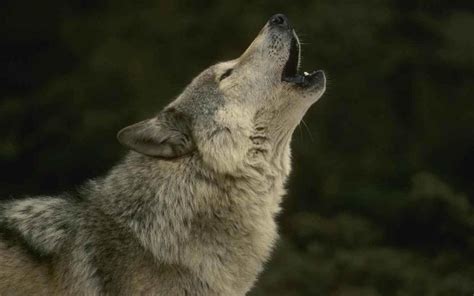 Le Loup Qui Hurle Images Gratuites Et Libres De Droits Hot Sex Picture