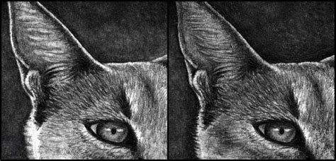 How To Draw A Caracal Portrait