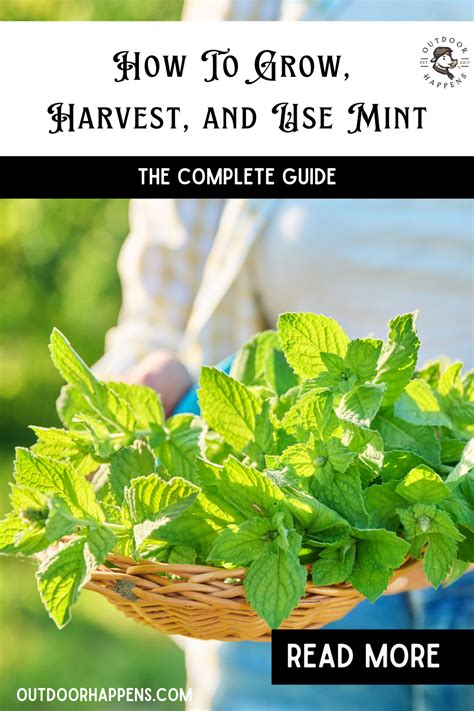 How To Grow Harvest And Prune Mint The Complete Guide Outdoor Happens
