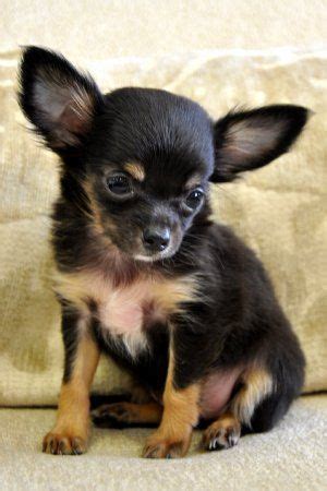 Will continue to operate , the classes are outdoors in open air which is a much lower risk. pictures of chihuahuas | puppy who is under 6 months ...